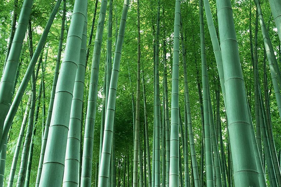 Karadeniz İçin Yeni Bir Ürün; Bambu